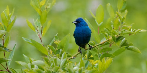 Birds Up Close: Banding and Discovery