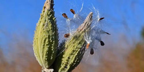 Deck Your Halls with Milkweed Pods
