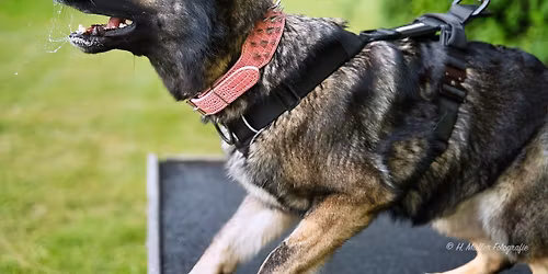 Fr\u00fchjahrspr\u00fcfung