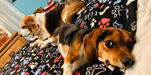 AIR Defenders - Free the Beagles!