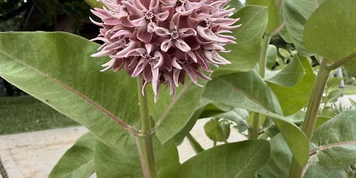 Native Plant Master 3-Day Field Course: Plants of the Foothills