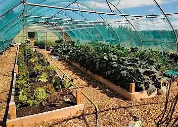 Campy Growers at The Vegetarium