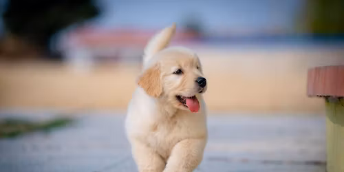 Puppy Bowl