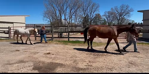 The Positive Equine Connection: Building Healthy Coping Skills