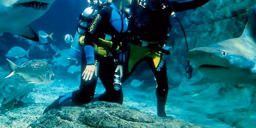 Shark Dive Xtreme at SEA LIFE Melbourne
