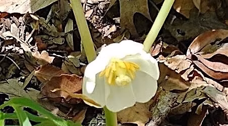 Early Spring Wildflower Walk, Bells Mill