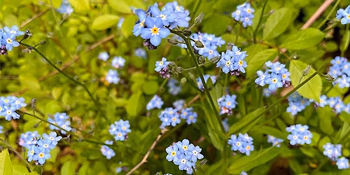 Mother\u2019s Day Walk