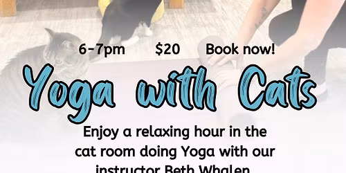 Yoga with Cats at The Purrfect Cup