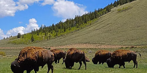  MOTJ Special Events: Bison Ranch Tour & Lunch