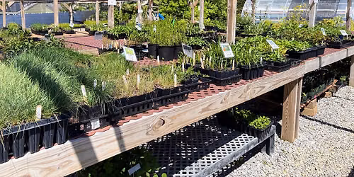 June Public Sale Day at Deeply Rooted Landscapes