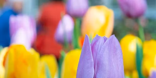 Amsterdam Tulip Fest