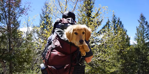 Puppy Protection - Socialising Your Young Pup