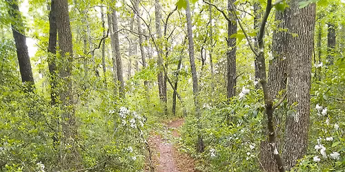 National Trail Day :   Sensory Awareness Hike