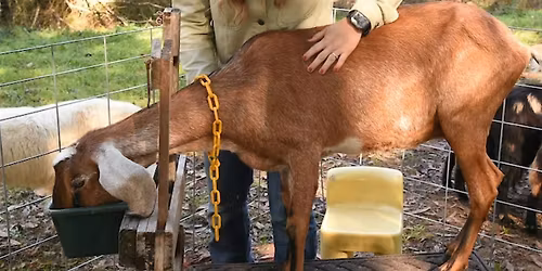 Dairy Goats 101