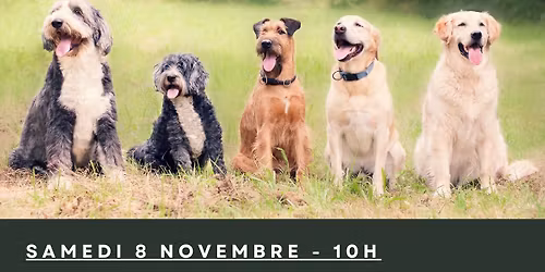 Atelier de sociabilisation pour chiens