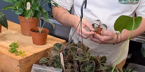 Monthly Plant Swap - April