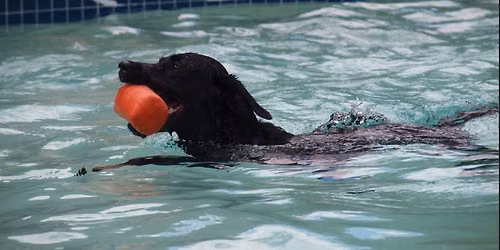 Paws in the Pool