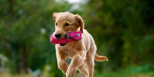 Die Entwicklung des Gangwerks des Hundes - mit Prof.Dr. Martin Fischer