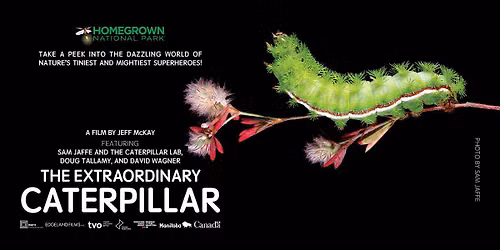 The Extraordinary Caterpillar: A Pollinator Week Film Screening