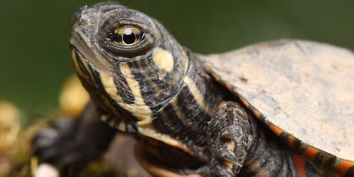 Meet Michigan Turtles