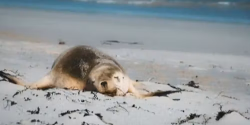 Summer School Holidays - On the shore and Beneath the waves