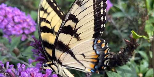 April Showers Brings Nellie Flowers Event April 11th 