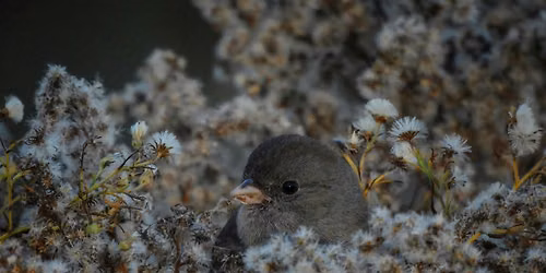 Bird Walk - In celebration of World Migratory Bird Day