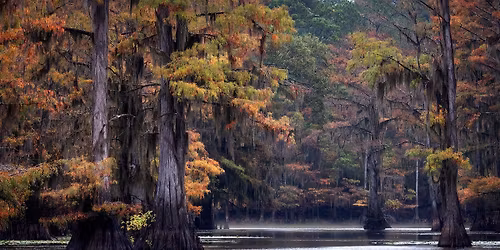 Mood of the Swamp at Caddo Lake