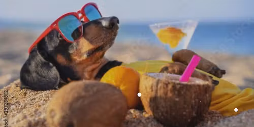 Dachshund Fortnightly Walk