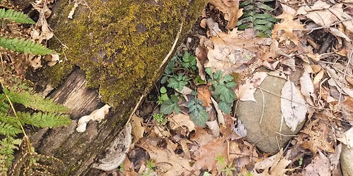 Meet the Mosses with Richard Mandelbaum