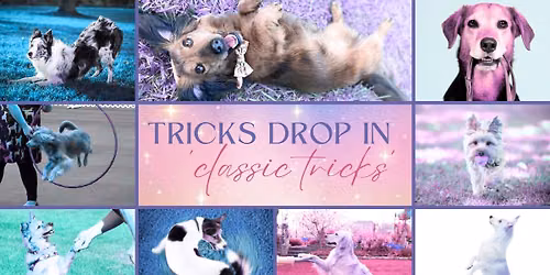 Trick Training Drop In - 'Classic Tricks'