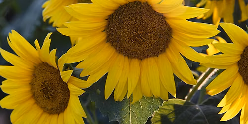 Sunflower Festival