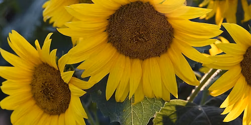 Sunflower Festival