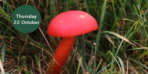 Gosforth's Wild Web: Waxcap Wander