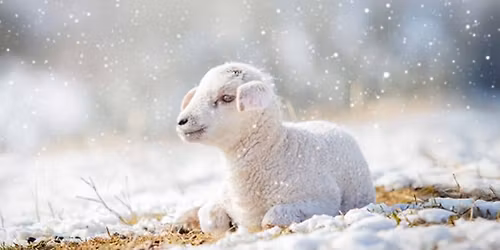 Winterzauber in der Wollwerkstatt
