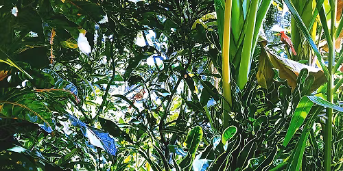 Opening Reception: Susan Martin: "Chasing Light" 