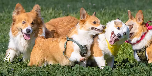 Glenbrook Dog Park - Big Meet