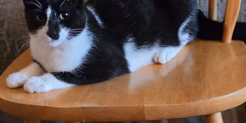 Petsmart Home for the Holidays Cat and Kitten Adoption Event