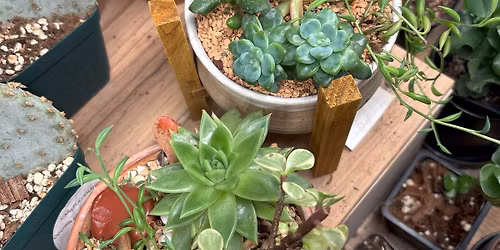 Succulent Arrangement Workshop
