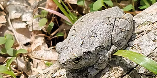 A Croak in the Night: Introduction to Frogs and Toads of Loudoun