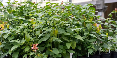 Plant Sale
