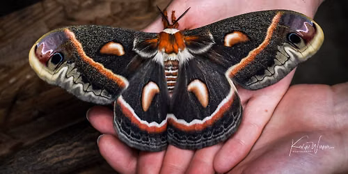 Moth Night with All Bugs Go to Kevin