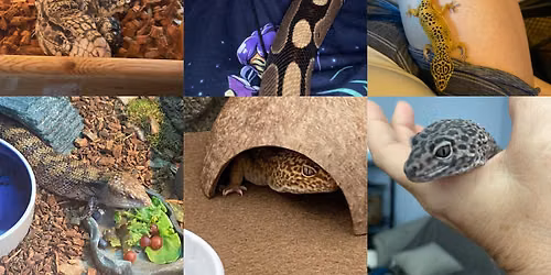 Reptile Adoption Event