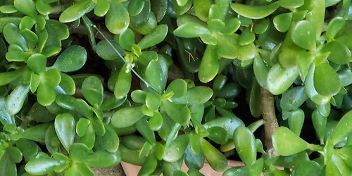Modesto Plant Exchange 