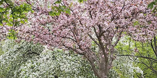 Crab Apple Walk