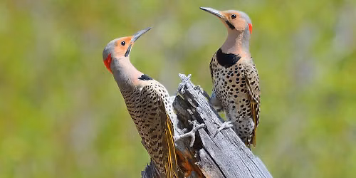 Birds of Alberta Presentation & Book Launch