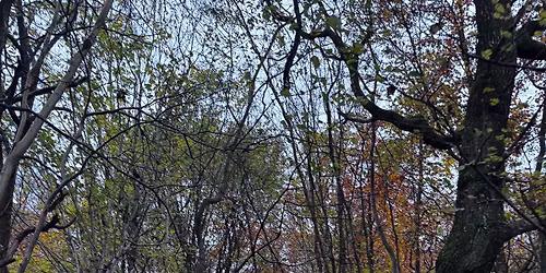 StigeL\u00f8bernes popup l\u00f8b