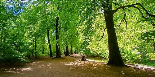 Nature Connection and Mindfulness in Warley Woods 