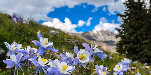Landscaping for a Healthy Creek: A Sustainable Landscaping Lunch and Learn