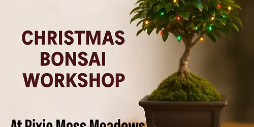 Christmas Bonsai Workshop